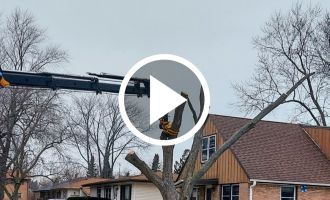 Video bad maple tree being removed in south milwaukee