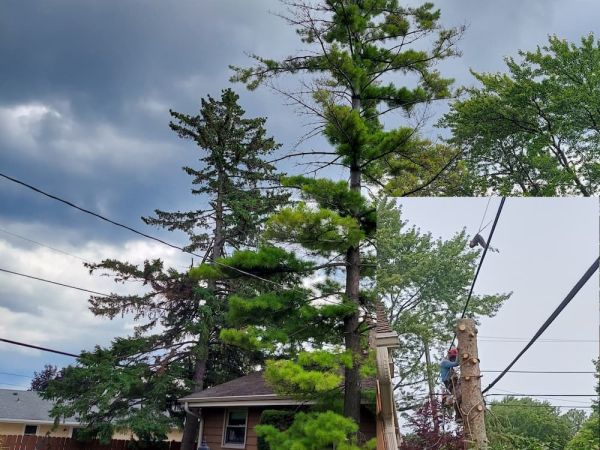 Two Wiry Pine Tree Removals