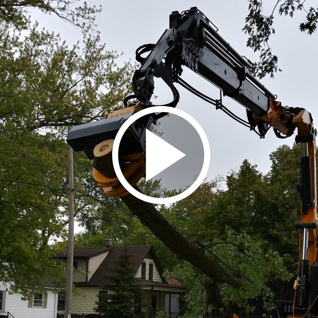 Video How we safely remove a tree