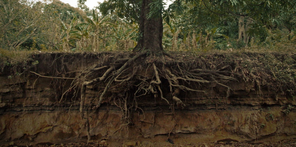 tree-stump-roots