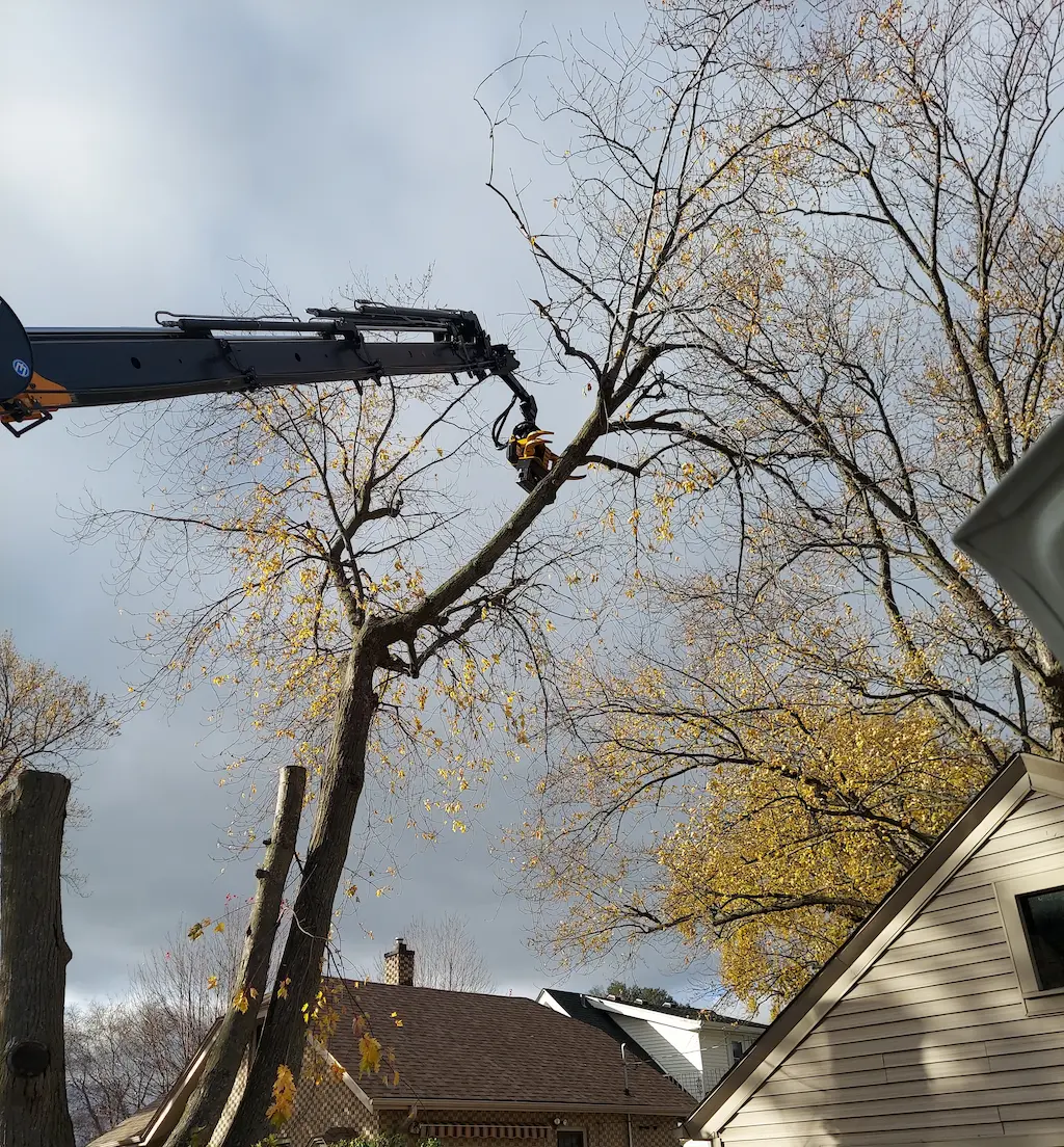 tree cutting over yard in Oak Creek, WI 