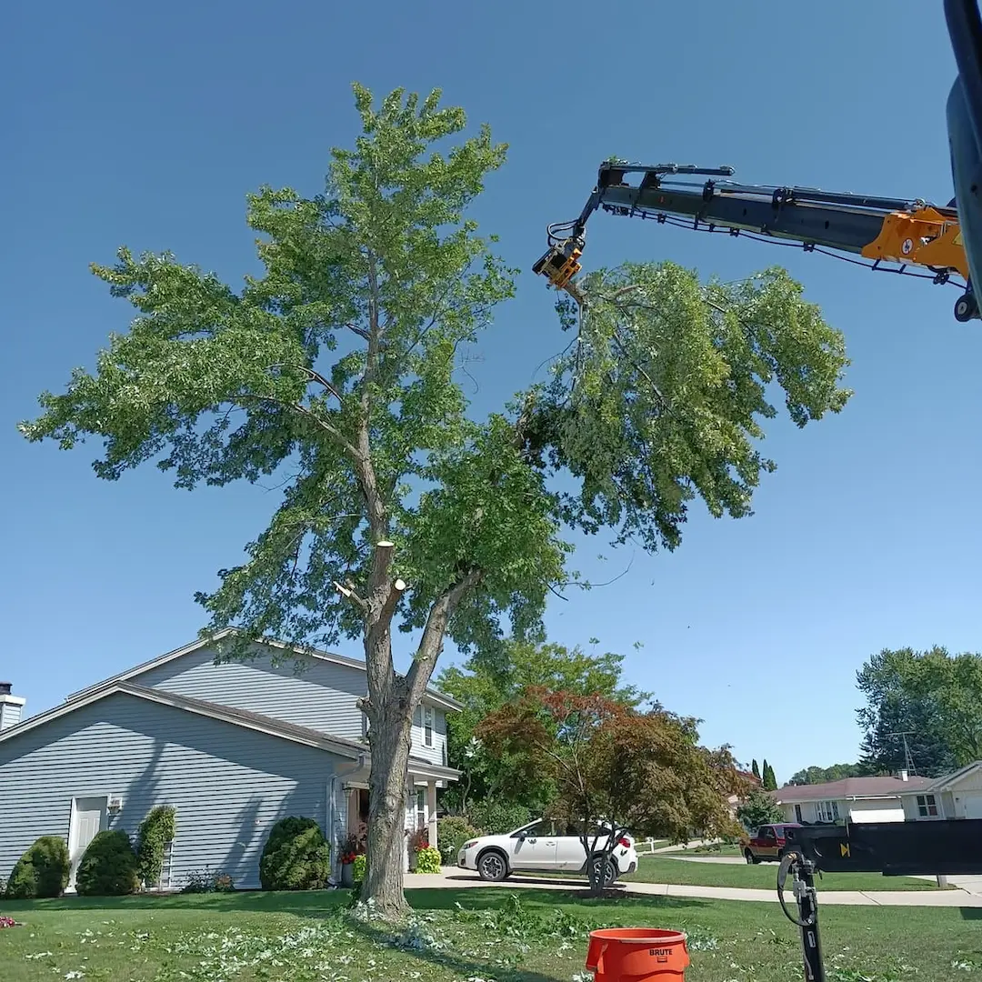 tree limb removal over home and driveway  