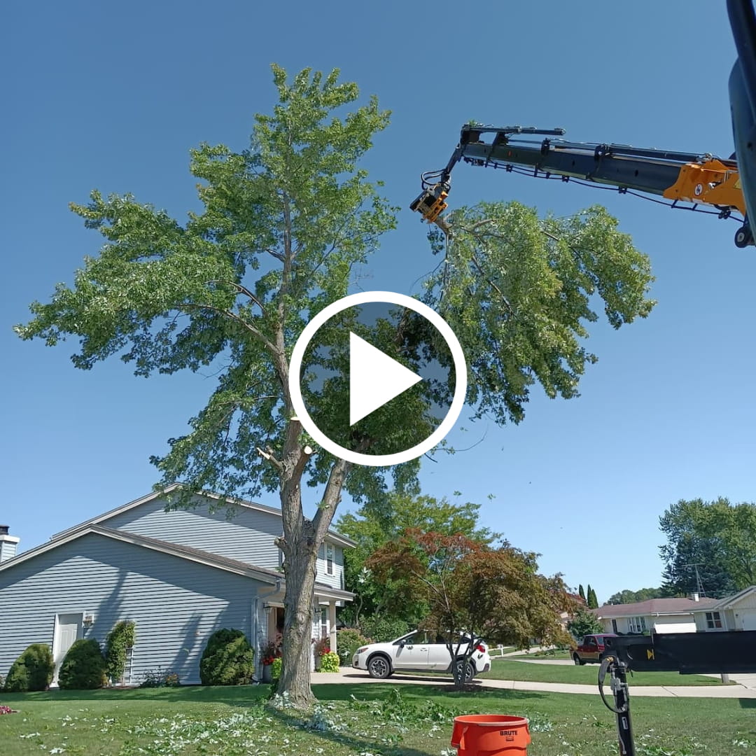 Video Robotic tree removal service on the job
